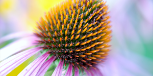 echinacea-300x150